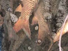 -永安烧烤