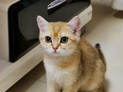 -猫大福·Fortune Cat猫舍(百子湾店)
