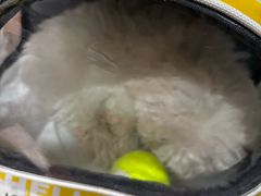 -艾贝尔宠物医院 ·内科全科(梁溪路店)