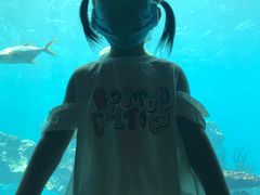 -海棠湾洲际-涛·海底餐厅·美人鱼·自助餐·海底隧道