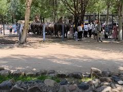 -长白岛森林公园