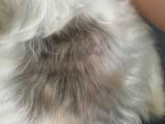 -瑞派宠物医院·24小时骨科·心脏·核磁(哈尔滨南岗店)