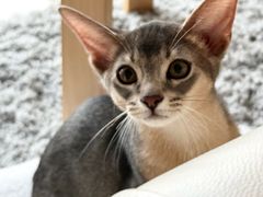-纳吉亚猫专科动物医院(康都外科中心)