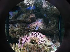 -暹罗海洋世界