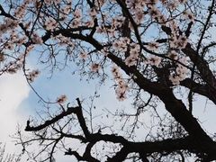 -桃花堤公园