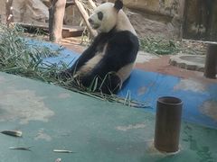 -成都动物园