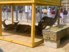 -长白岛森林公园