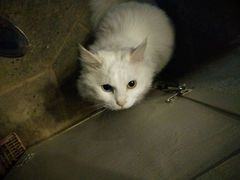 android_upload_pic-Anne猫窝咖啡屋
