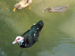 -广州神农草堂中医药博物馆