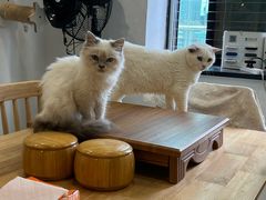 -楼上猫咖(罗湖店)