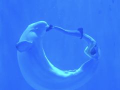 -多彩贵州城极地海洋世界
