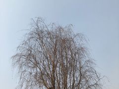 -星巴克(成都科学城店)