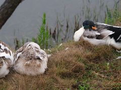 -武汉园博园(武汉自然博物馆)