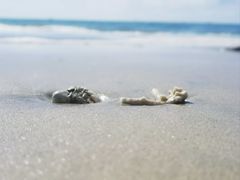 -东郊椰林