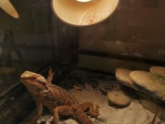 -momokira米努特·德文卷毛猫·棉花面纱犬