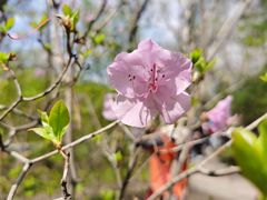 -黑龙江省森林植物园