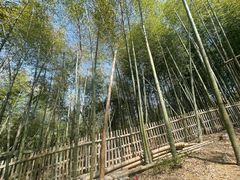 -宁波浙东大竹海景区