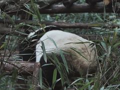 -中国大熊猫保护研究中心雅安碧峰峡基地