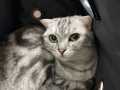 -联萌宠物医院(猫病专科)