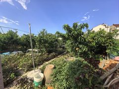 -老袁家蜜桃农场·阳山水蜜桃