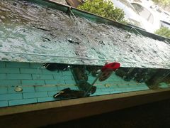 -香融府·烤鸭·家常菜(马家堡路店)