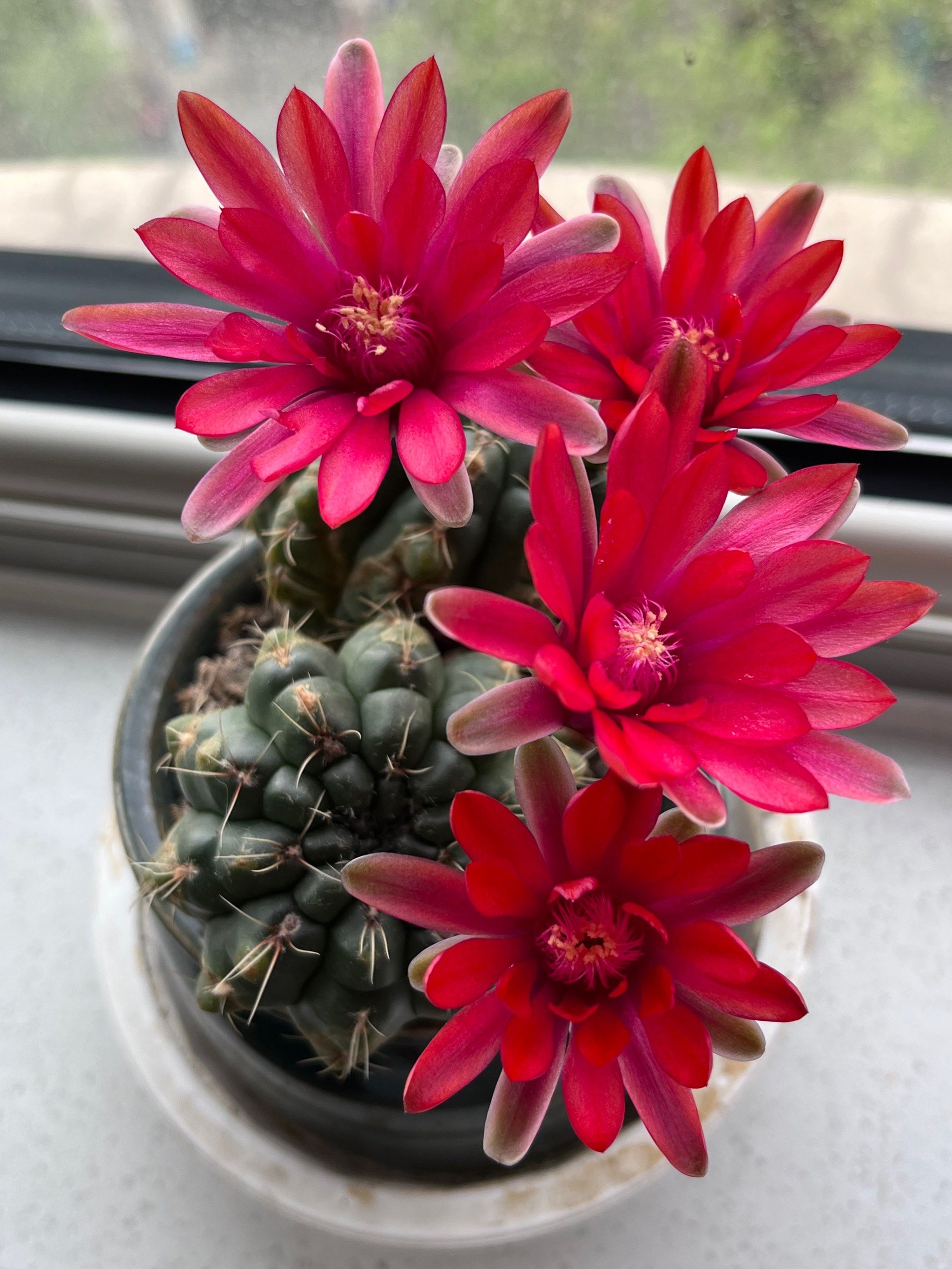 绯花玉的花朵很惊艳