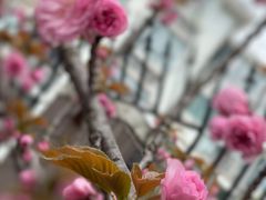-高东镇樱花园