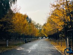 -长白岛森林公园