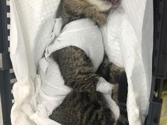 -纳吉亚猫专科动物诊疗中心(蒋宅口分院)