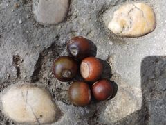 -上海佘山国家森林公园天马山园