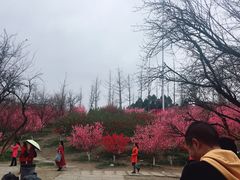 -秀丽东方
