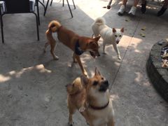 -柴犬高等学院·狗咖·柴犬售卖·宠物训练