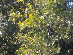 酸枣树-古韵山庄