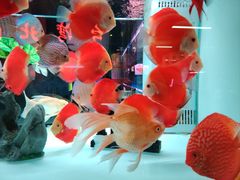 -中环花鸟鱼虫市场