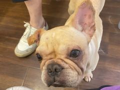 -柯斗斗主题餐厅·狗咖·围炉煮茶·茶饮(国瑞升平里店)