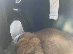 -爱侣宠医·鹦鹉专科·小型哺乳类·异宠专科(灵石路店)