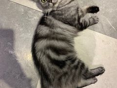 -猫小院猫主题餐厅(三里屯店)
