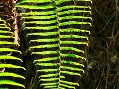 -风云岭森林公园