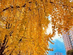 -THE PAWON·8碗(古北SOHO店)