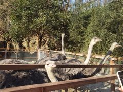 -栾川竹海野生动物园