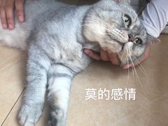 -灵美宠物诊所