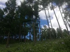 -塞罕坝国家级自然保护区