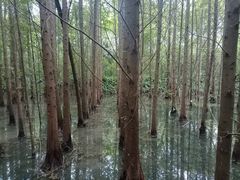 -桤木河湿地公园