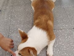 -Let's go狗咖·猫咖·奶狗·桌游(春熙路IFS店)