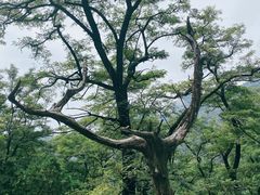 -泰山风景名胜区