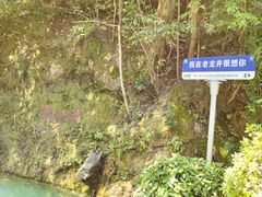 -十八棵（老龙井）御茶园(老龙井店)