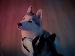 -Husky Go! 哈士奇体验馆·宠物咖啡厅狗咖