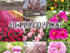 -洛阳郁金香牡丹园