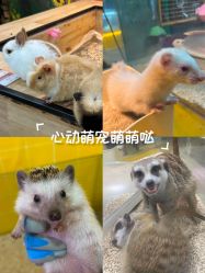 -神奇动物撸宠馆·羊驼·小浣熊·异宠(豫园店)
