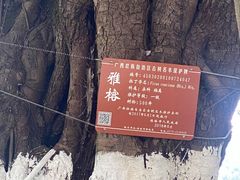 -桂林市榕杉湖景区